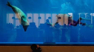被災した水族館の動物達を継承した「仙台うみの杜水族館」。飲食しながらアザラシとペンギンの優雅な泳ぎを堪能でき、まるでディナーショー