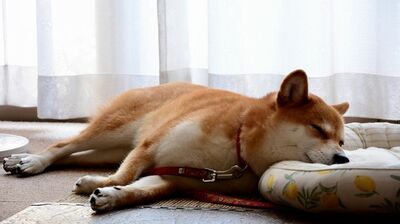 「わが子と同じだから…」ペット可の《終のすみか》で最期まで一緒に【ルポ・ペットと終活】