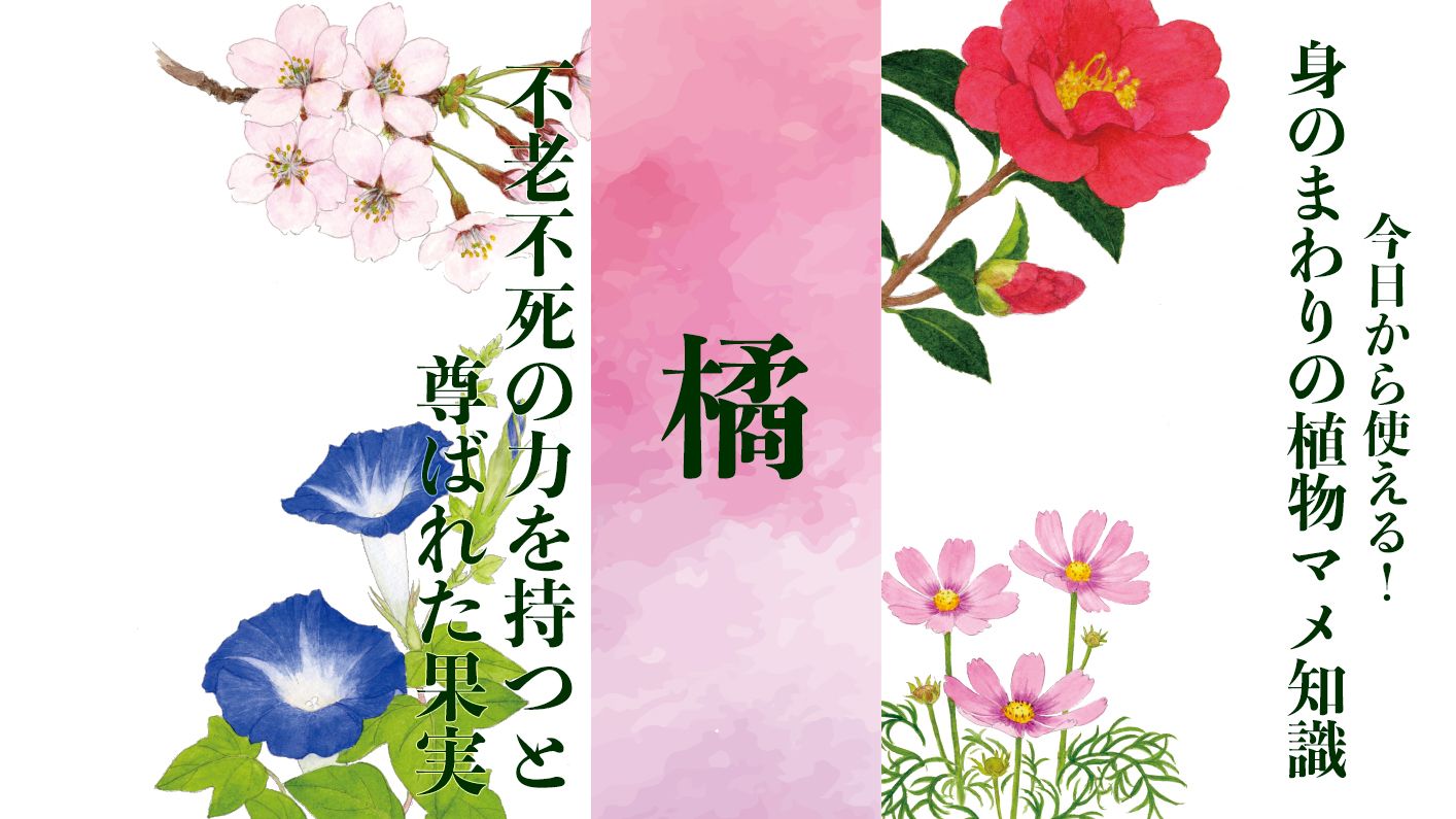 【橘】『万葉集』ではナンバー3。不老不死もたらす果実はお菓子の元祖〈身のまわりの植物マメ知識〉