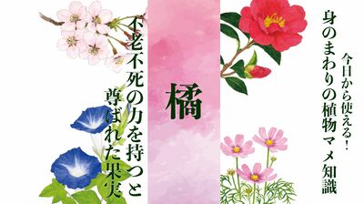 【橘】『万葉集』ではナンバー3。不老不死もたらす果実はお菓子の元祖〈身のまわりの植物マメ知識〉