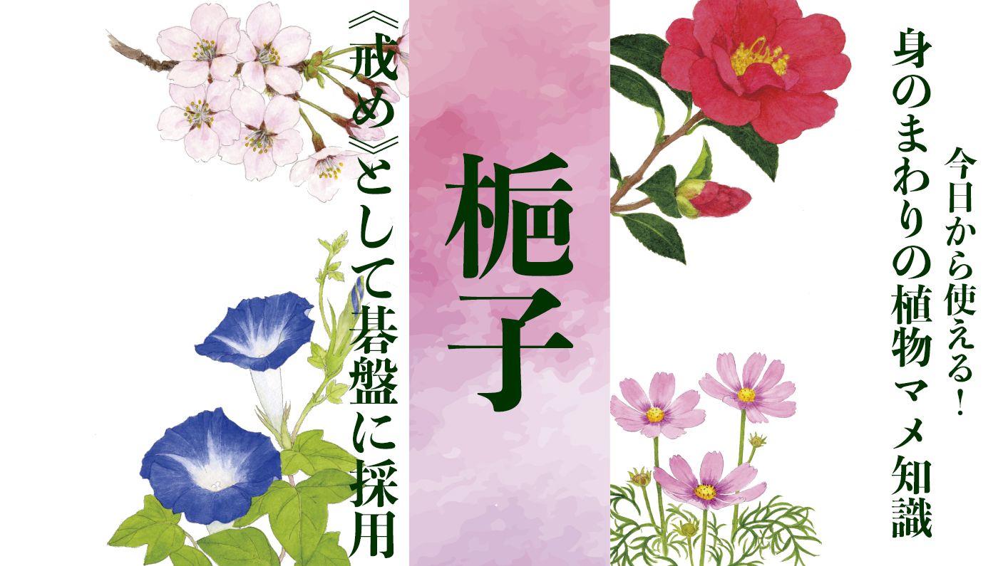 【梔子】《戒め》として碁盤に採用。渡哲也さんのヒット曲にも登場する花〈身のまわりの植物マメ知識〉