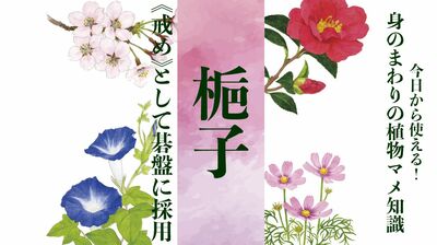 【梔子】《戒め》として碁盤に採用。渡哲也さんのヒット曲にも登場する花〈身のまわりの植物マメ知識〉