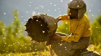 【cinema】ヨーロッパ最後の自然養蜂家を追って　～「ハニーランド　永遠の谷」