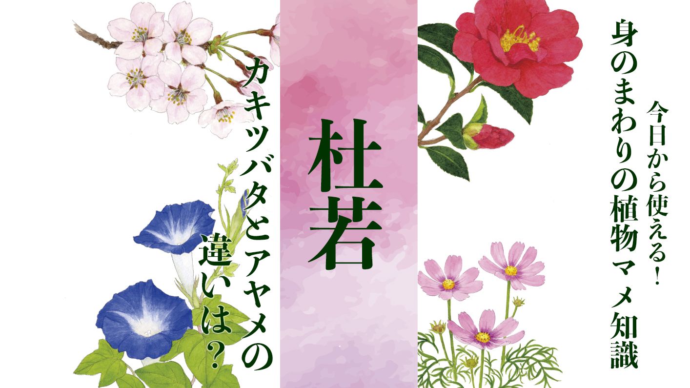 【杜若】カキツバタとアヤメの見分け方。甲乙つけがたい美しさの代名詞〈身のまわりの植物マメ知識〉