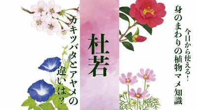 【杜若】カキツバタとアヤメの見分け方。甲乙つけがたい美しさの代名詞〈身のまわりの植物マメ知識〉
