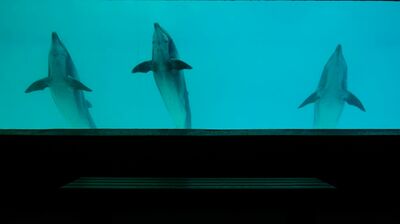 野辺地ジョージ「世界の有料水族館約400のうち、150近くが日本にあるという事実。人はアクリル板を通して何を見ているのか」