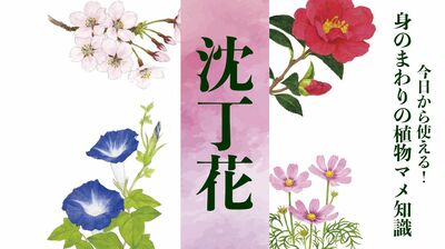 【沈丁花（ジンチョウゲ）】名前の由来は2つの植物「沈香」「丁字」。強い香りにちなんで「千里香」の別名も。春の訪れを祝う「三君」のひとつ