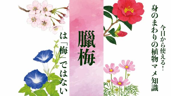 【ロウバイ】は「梅」ではない〈身のまわりの植物マメ知識〉