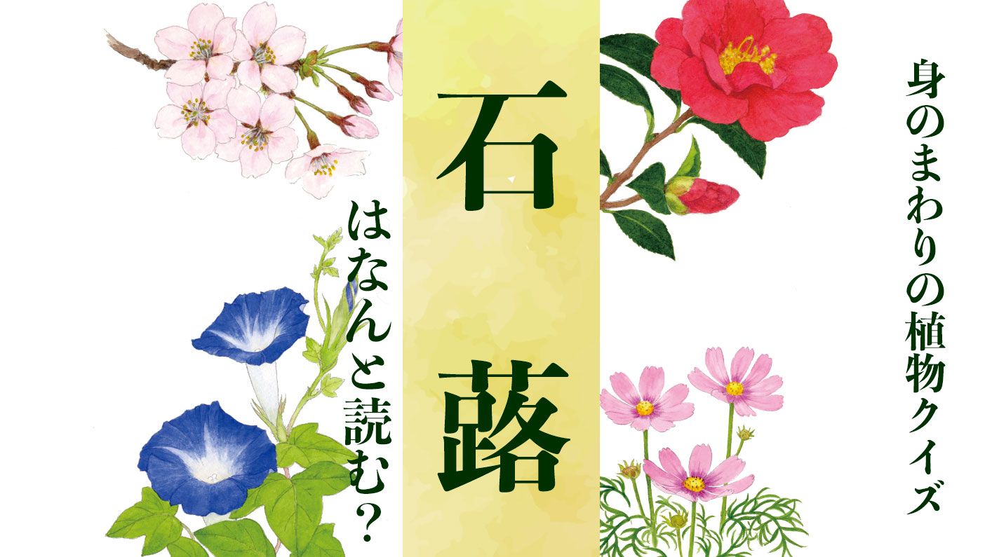 【石蕗】はなんと読む?〈身のまわりの植物クイズに挑戦!〉