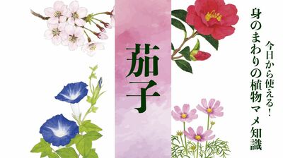 【茄子(ナス)】「親の意見とナスビの花には、千に一つの仇がない」と言われるが「実らないよ」というサインを出すことも〈身のまわりの植物マメ知識〉