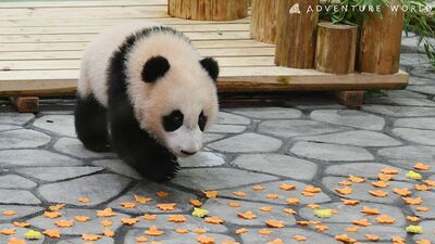 ジャイアントパンダ・楓浜、ハーフバースデーの贈り物に一目散!アドベンチャーワールド17頭目の赤ちゃん