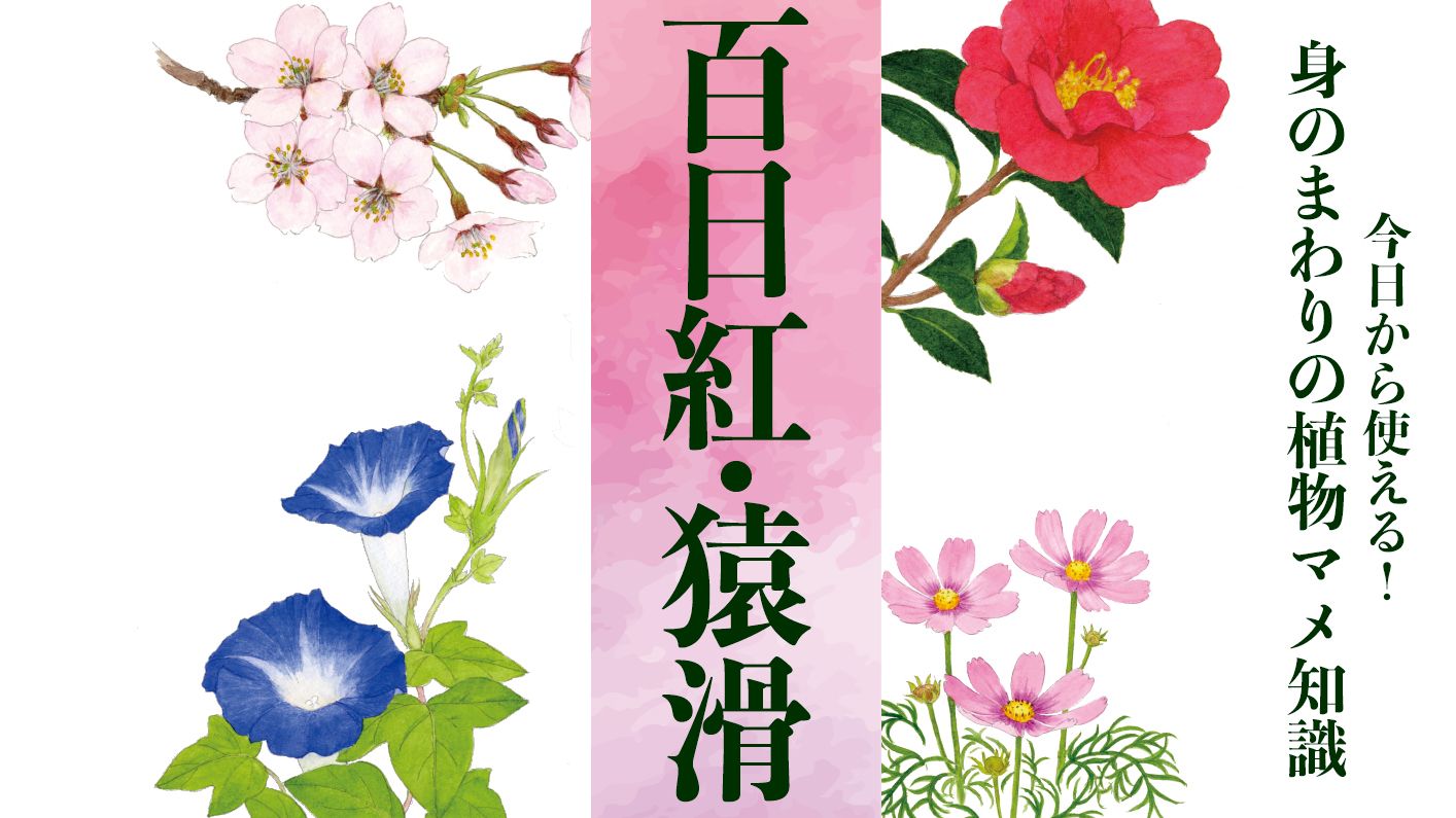 【百日紅】平安時代、藤原道長、頼道親子も愛でた? 猿も木から落ちる滑らかな幹を持つ〈身のまわりの植物マメ知識〉