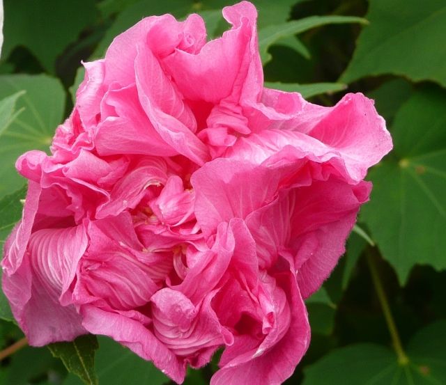 画像 写真 芙蓉 酔芙蓉 フヨウ スイフヨウ 朝は白い花がだんだん色づき 夕方には赤に 酔っていく様子にたとえられる 花言葉は 心変わり 身のまわりの植物マメ知識 学名 ハイビスカス ムタビリス は 不安定で変わりやすい 教養 婦人公論 Jp