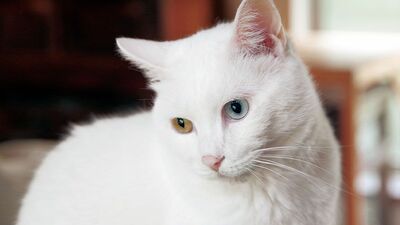 「親分」という名のイケメン猫は、宝石みたいなオッドアイ！