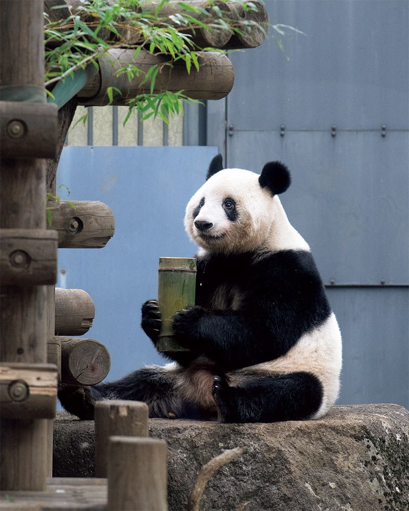 シャンシャンすくすく６カ月』 小冊子 恩賜上野動物園 - 趣味