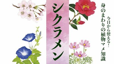【シクラメン】布施明さんの曲「シクラメンのかほり」のヒットで香りを取り戻した花。「カガリビバナ」「ブタノマンジュウ」変わった別名の由来は