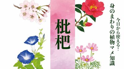 【枇杷(ビワ)】三大品種は茂木、田中、長崎早生。冬直前に咲き、初夏に実がなる〈身のまわりの植物マメ知識〉