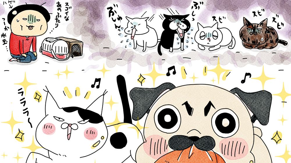 パグと猫5匹と暮らす漫画家宅で「猫風邪クラスター」発生!〈フォトエッセイ〉