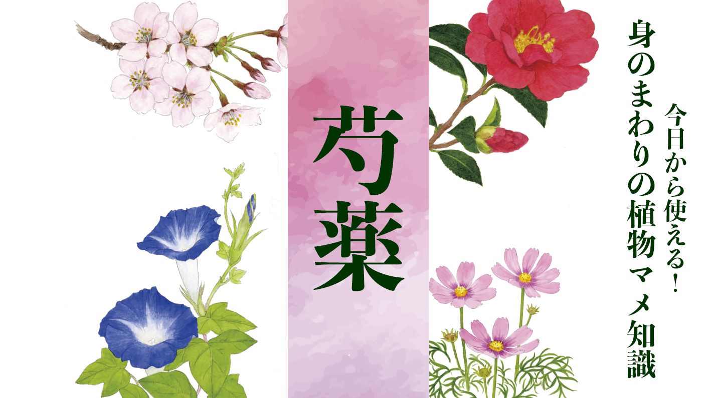 【芍薬】「立てばシャクヤク座ればボタン…」こむら返りや胸の痛みに処方される美しい薬草〈身のまわりの植物マメ知識〉