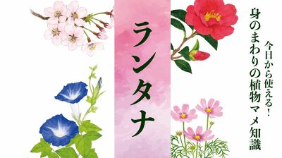 【ランタナ】別名「七変化」。受粉済みの花は色を変え効率をUP、有毒物質で身を守る〈身のまわりの植物マメ知識〉