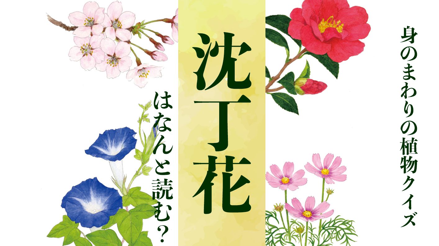 【沈丁花】はなんと読む?〈身のまわりの植物クイズに挑戦!〉