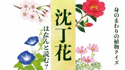 【沈丁花】はなんと読む?〈身のまわりの植物クイズに挑戦!〉