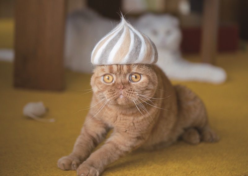 猫の抜け毛で、個性的な帽子を。テントウムシから鬼滅の煉獄さんまで