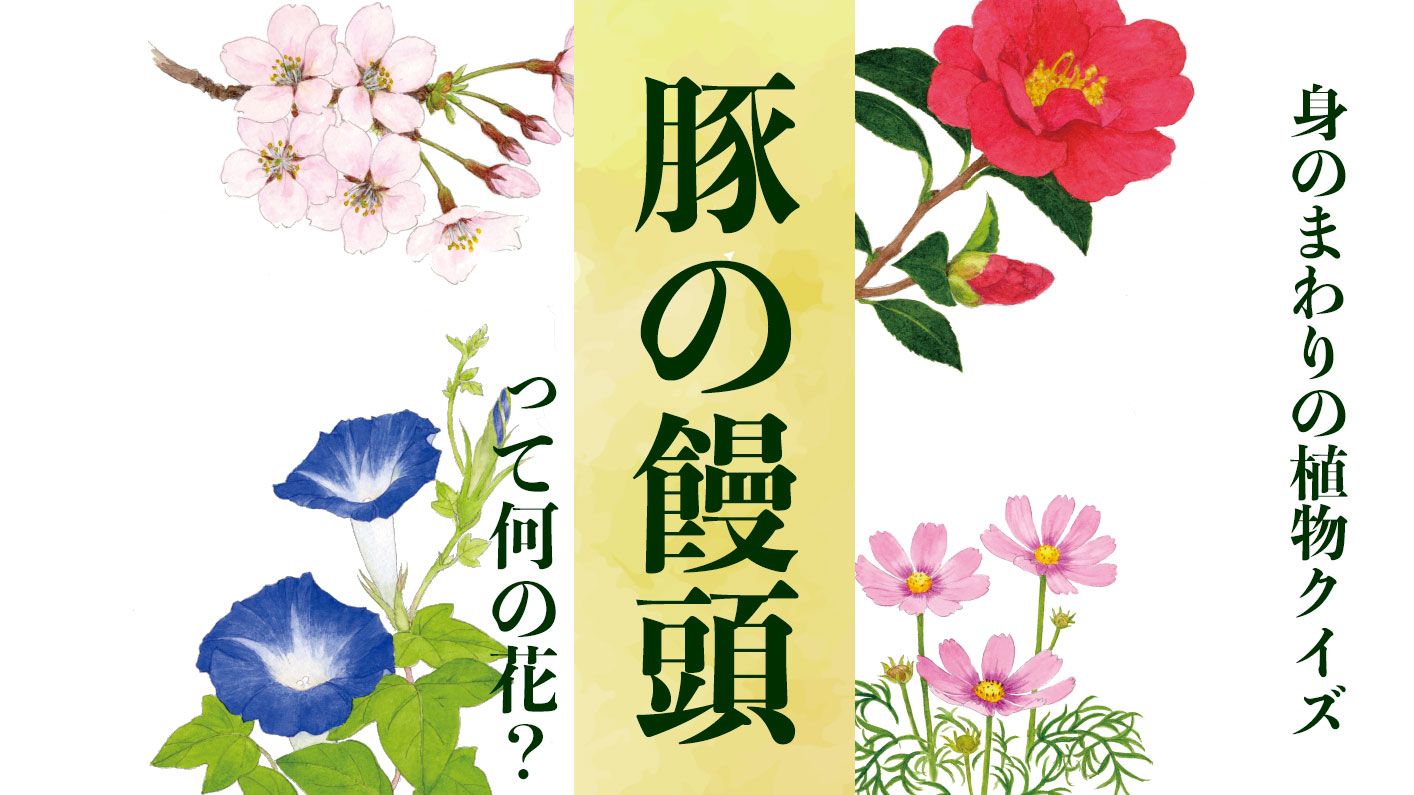 【豚の饅頭】って何の花?〈身のまわりの植物クイズに挑戦!〉