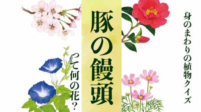 【豚の饅頭】って何の花?〈身のまわりの植物クイズに挑戦!〉