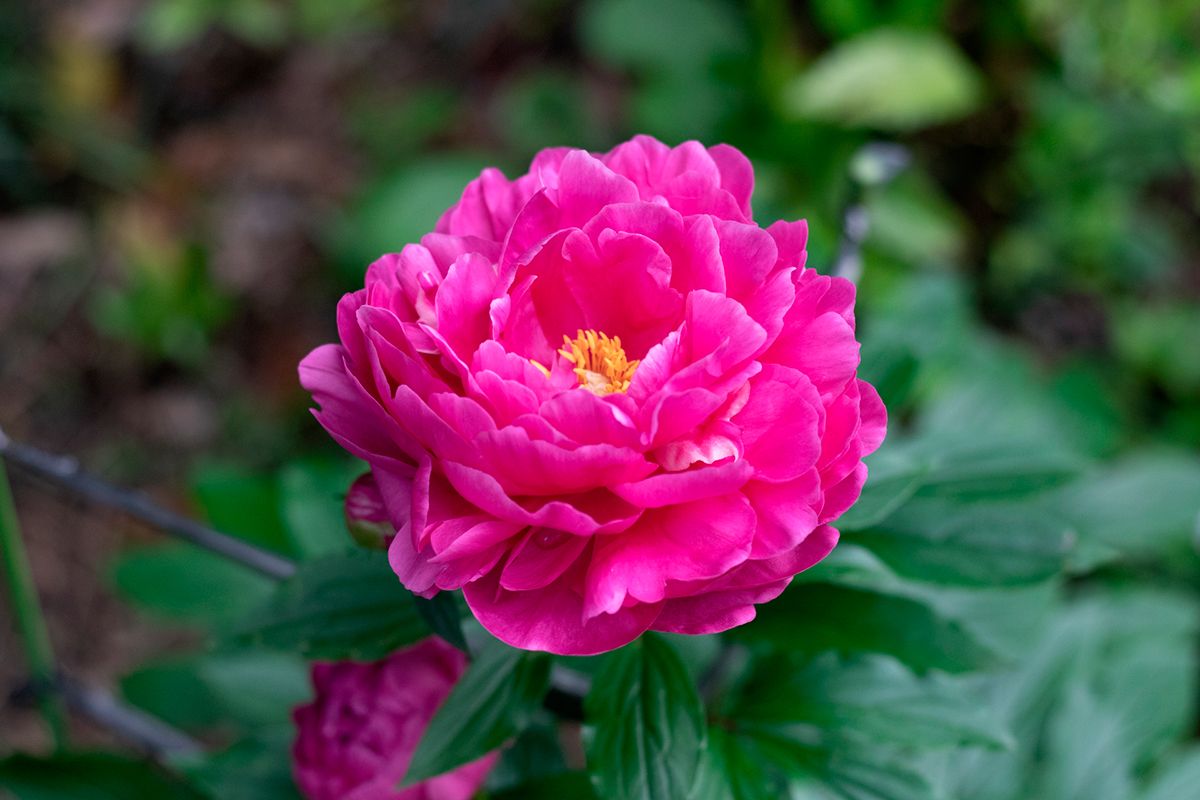 画像・写真｜【芍薬（しゃくやく）】あざやかを意味する「芍」、実は胃