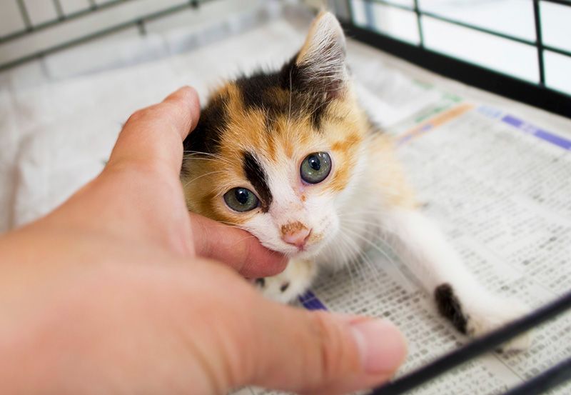 獣医師に聞く「ペットを飼うなら知っておきたい『いざという時』の心構え」【介護編】