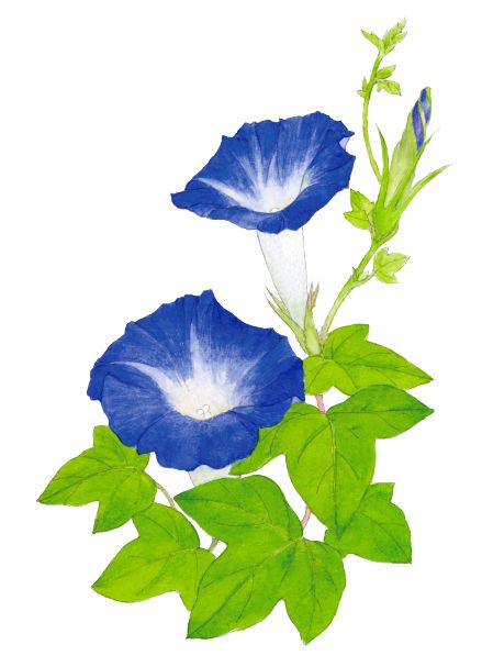 画像 写真 朝顔 アサガオ 朝と夕方で花が青色 赤紫色に変わるのはなぜ 英名は ジャパニーズ モーニング グローリー 江戸時代 日本で品種改良が行われた 身のまわりの植物マメ知識 教養 婦人公論 Jp