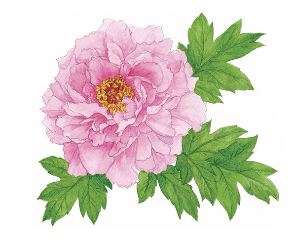 牡丹 ボタン 唐獅子牡丹 など その風格で百獣の王 ライオンと肩を並べる 花の王様 原種の色 丹 赤 が名前の由来 身のまわりの植物マメ知識 教養 婦人公論 Jp