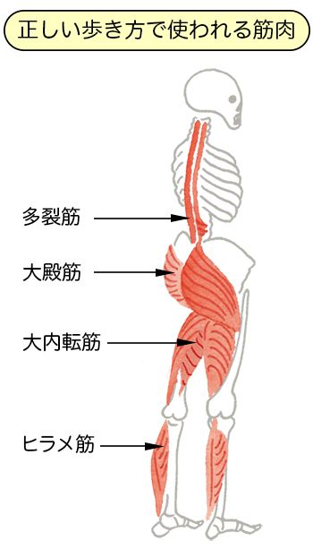 50代からの正しい歩き方 大殿筋をしっかり使える 小股歩き のすすめ 21年5月1日 Biglobeニュース