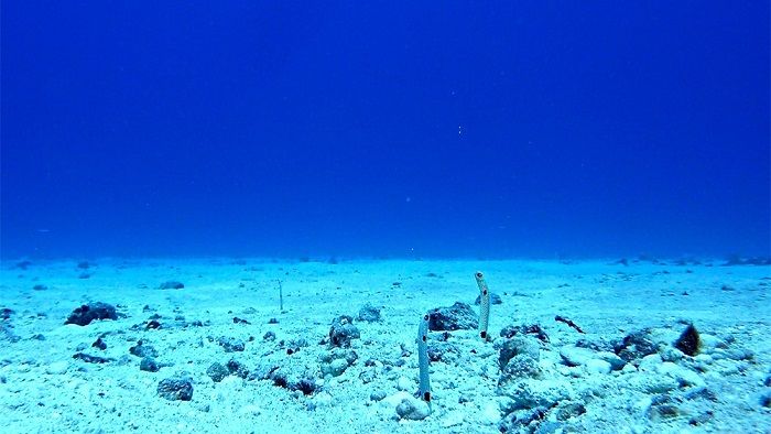 【底生生物の世界へようこそ】小さなアナジャコが海で担う絶大過ぎる役割とは