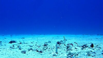 【底生生物の世界へようこそ】小さなアナジャコが海で担う絶大過ぎる役割とは