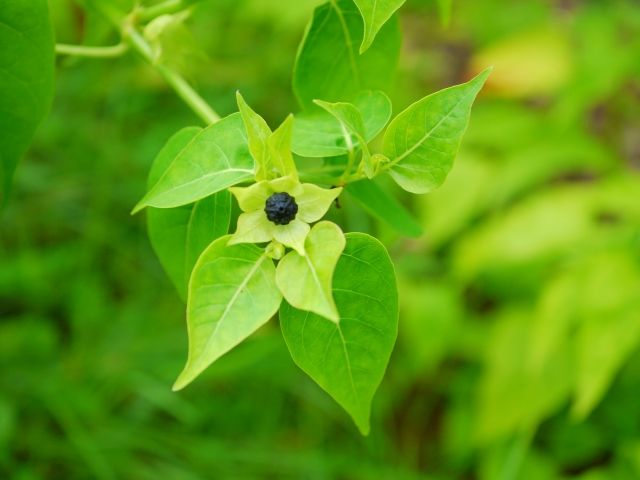 白粉花 オシロイバナ 別名 飯炊き花 英語名は フォー オクロック 夕方になると花開く 身のまわりの植物マメ知識 教養 婦人公論 Jp