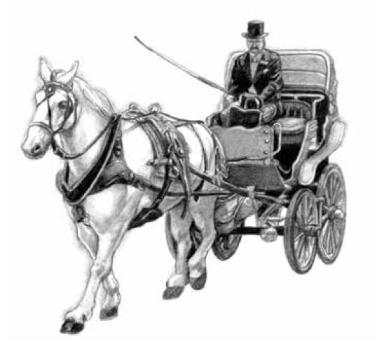 画像 写真 王子さまが乗る白馬は お年寄り 葦毛の馬は老いて毛並みが白くなる 見た目の美しさだけでなく 経験を積んだウマだからできること 生き物が老いるということ 第5回 教養 婦人公論 Jp