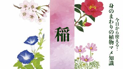 【稲】受粉を虫に頼らないので派手な花は必要なし。自家受精で実る人間に都合の良い作物〈身のまわりの植物マメ知識〉