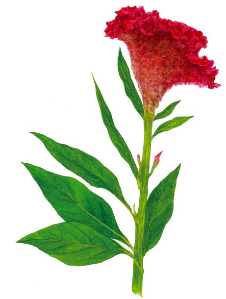 画像 写真 鶏頭 ケイトウ 花びらがなく萼 がく が色づく まるで鶏の頭にある鶏冠 とさか に見えることから 英語名も コックスコーム 身のまわりの植物マメ知識 教養 婦人公論 Jp 画像 写真 鶏頭 ケイトウ 花びらがなく萼 がく が色づく まるで鶏の頭にある鶏冠 とさか に見えることから 英語名も コックスコーム 身のまわりの植物マメ知識 教養 婦人公論 Jp