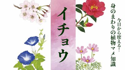【鴨脚樹・公孫樹(イチョウ)】老いてから実る、生きている化石。約2億年前に中国で生まれ、氷河期を生き抜いた