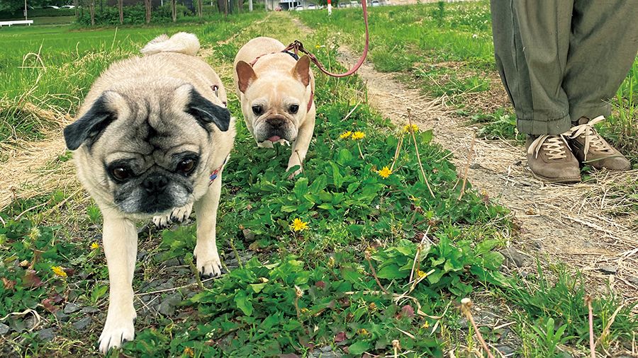 フレンチブルドッグの保護犬「満天」。4匹の猫とは喧嘩上等です