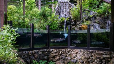 野辺地ジョージ 有料の水族館では国内最小級「岐阜県森の水族館」オープンエアの展示でマスやイトウ等の川魚が元気に泳ぐ